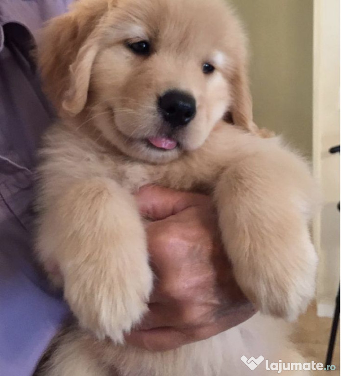 Golden retriever