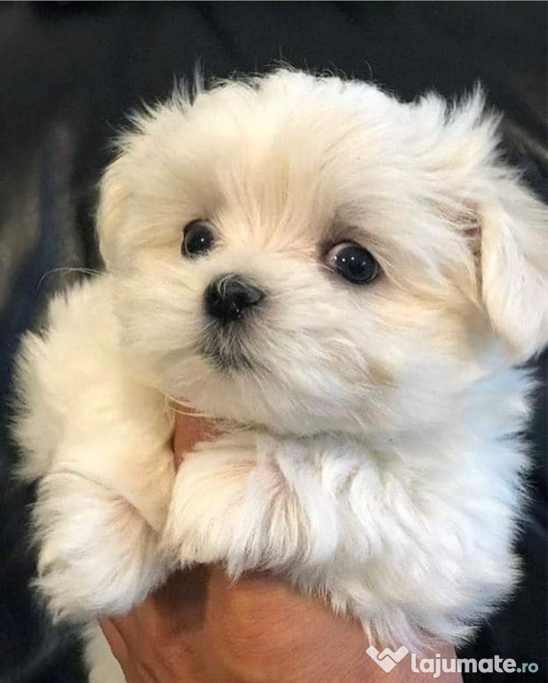 Bichon maltez alb minii toy