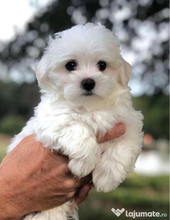 Bichon maltez alb minii toy