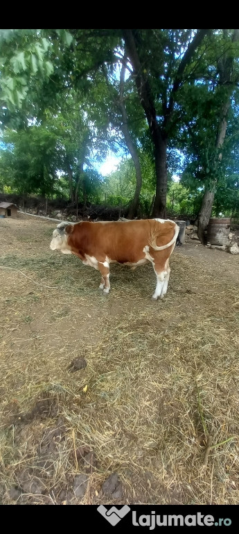 Taur bălțată românească