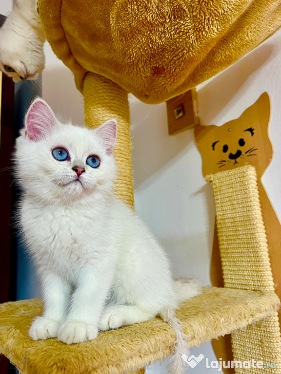 British shorthair