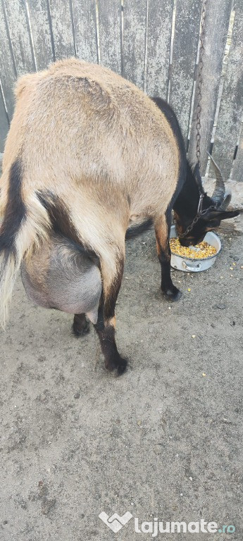 Capre de rasă Sannen-Alpina Franceză