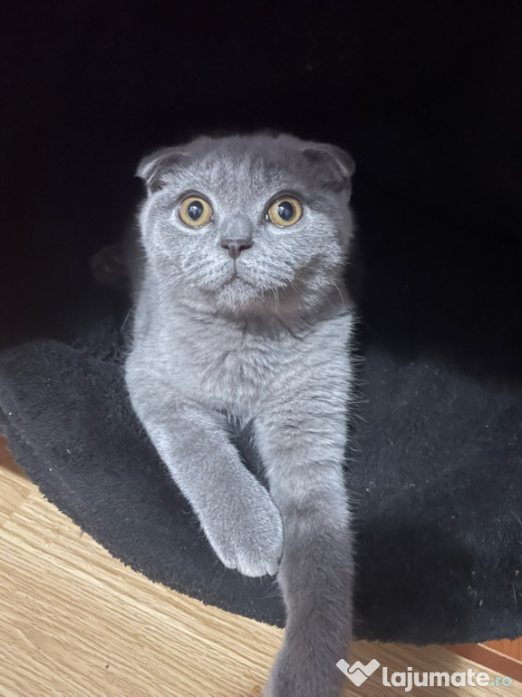 Scottish fold motănel