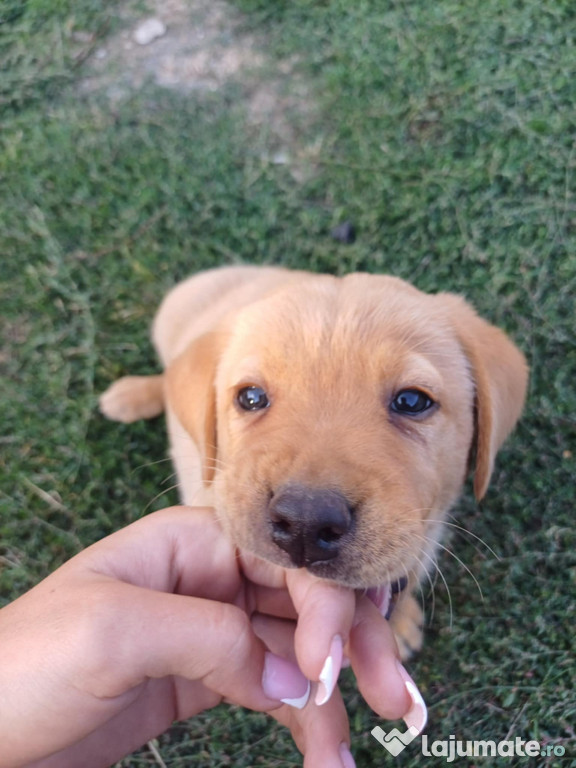 Căței Labradori de vânzare