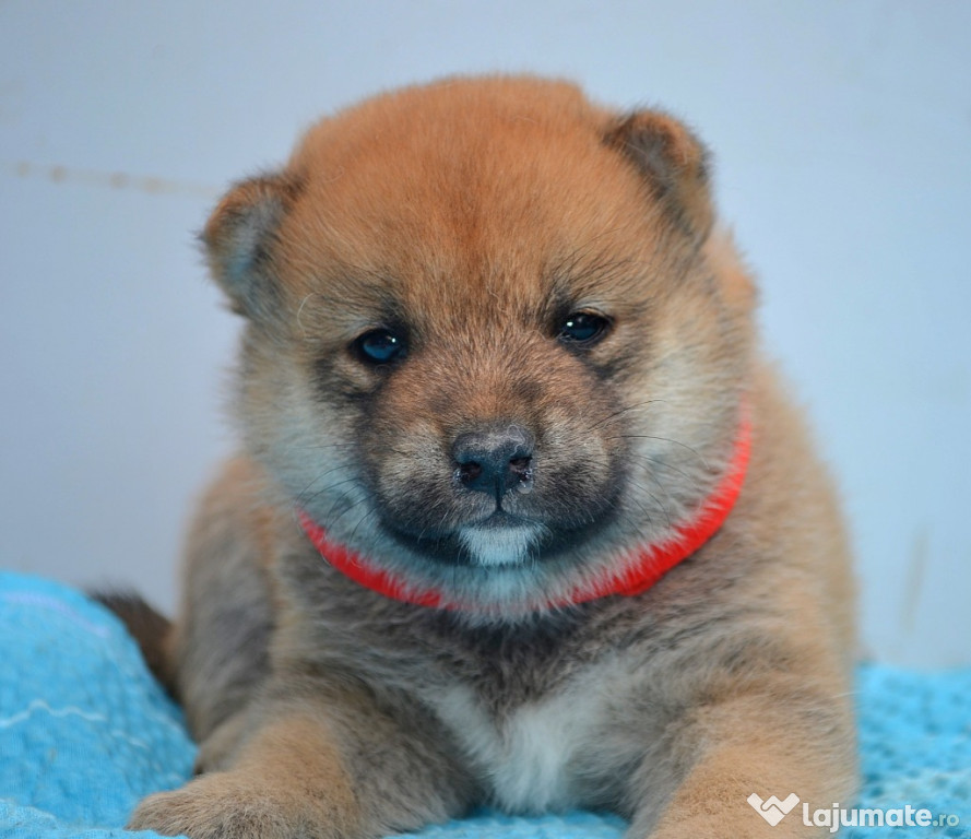 Shiba Inu Pui Frumoși