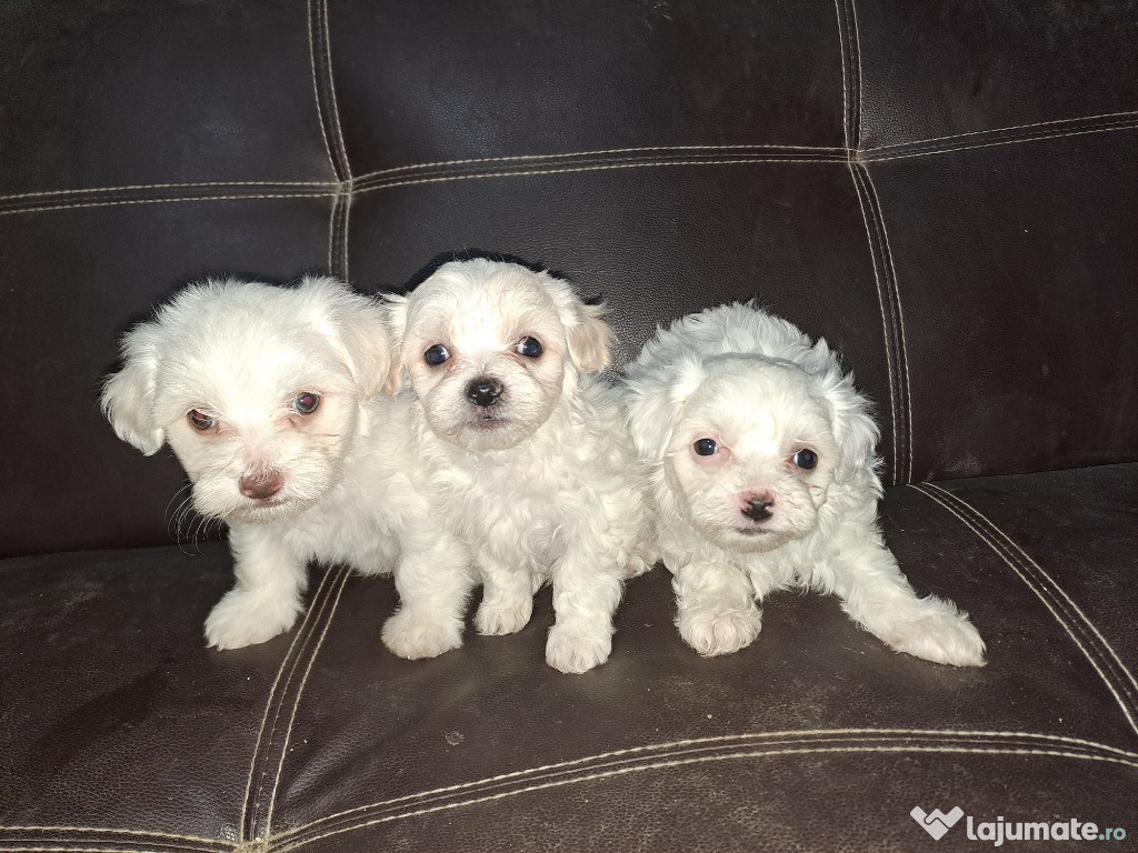 Bichon maltez rasă mică