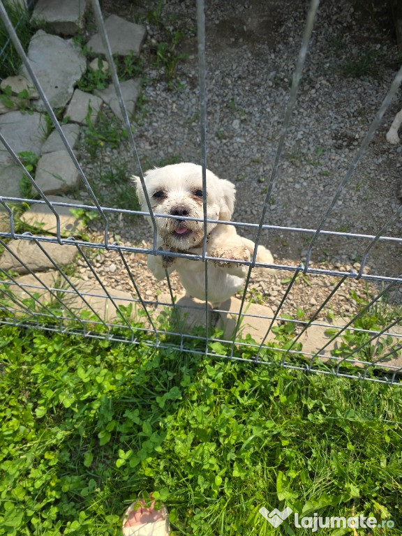 Vand Bichon maltez