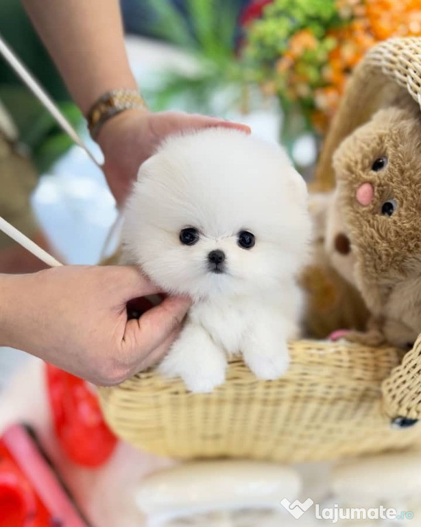 Căței Pomeranian Teacup de adoptat