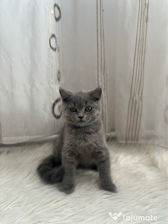 Pisic British Shorthair – 3 luni, gri-albăstrui, adorabil!