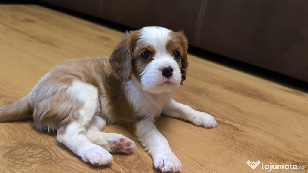 Baieti si fetite Cavalier King Charles