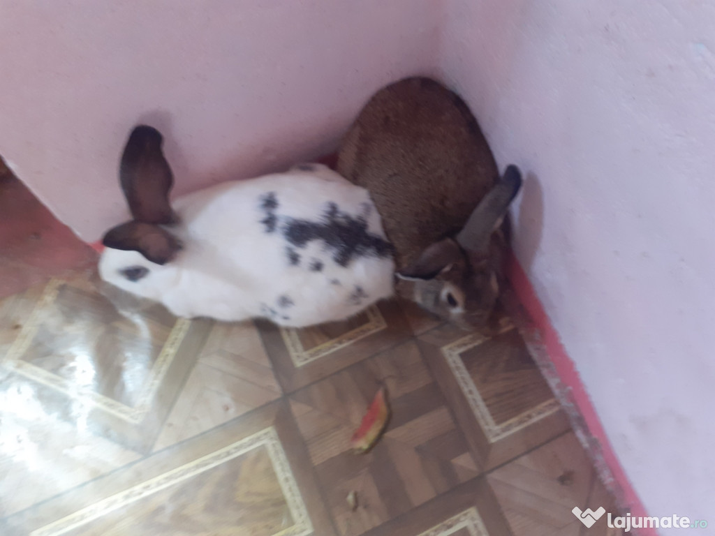 Iepuroi și iepuroaice