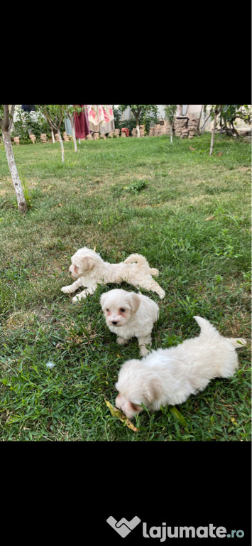 Căței bichon - maltez