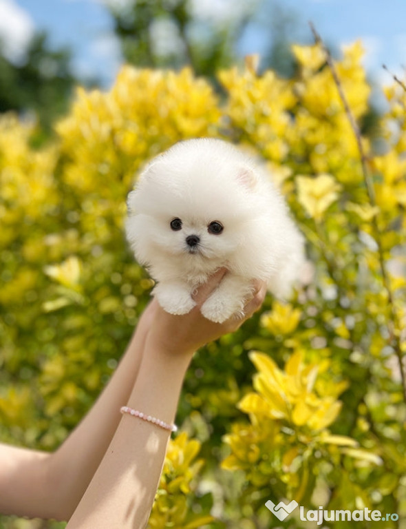 Pomeranian mini toy