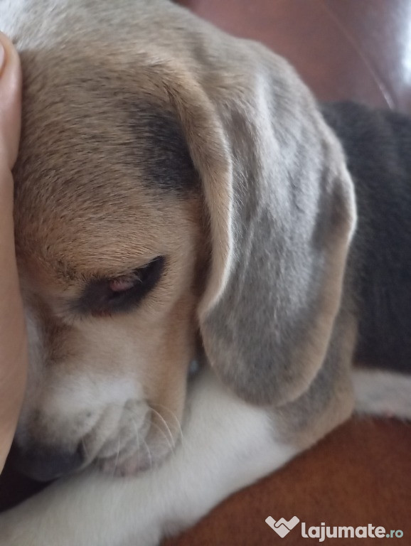 Femela beagle blue