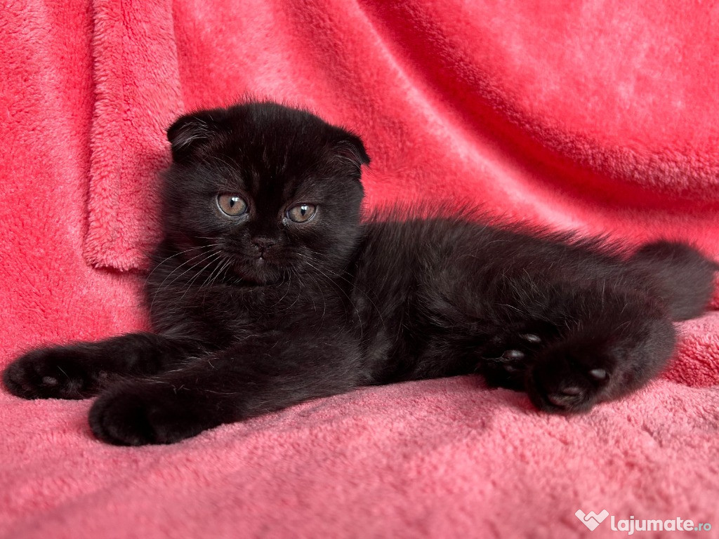 Pisoiaș de Elită, rasă pură Scottish Fold, cu Pedigree - poze reale