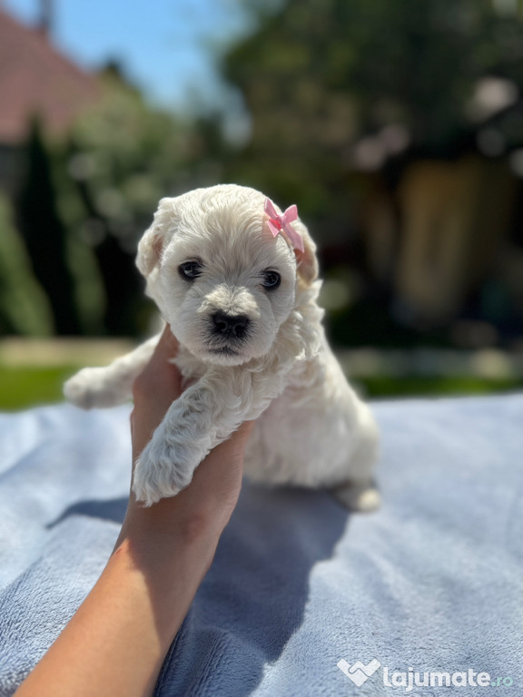 Vând pui Bichon Maltez
