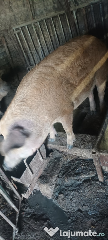 Schimbă locația grasuna mangulita
