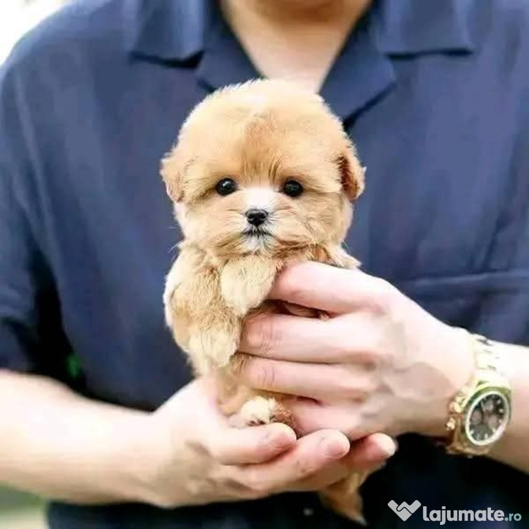 Maltipoo mini toy din părinți cu pedigree talie mica