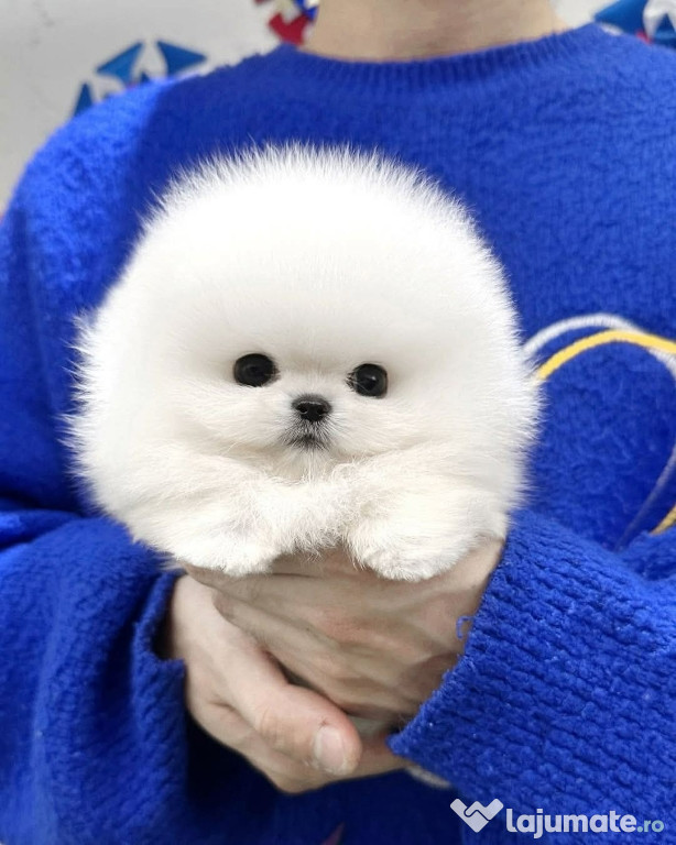 Pomeranian mini de buzunar
