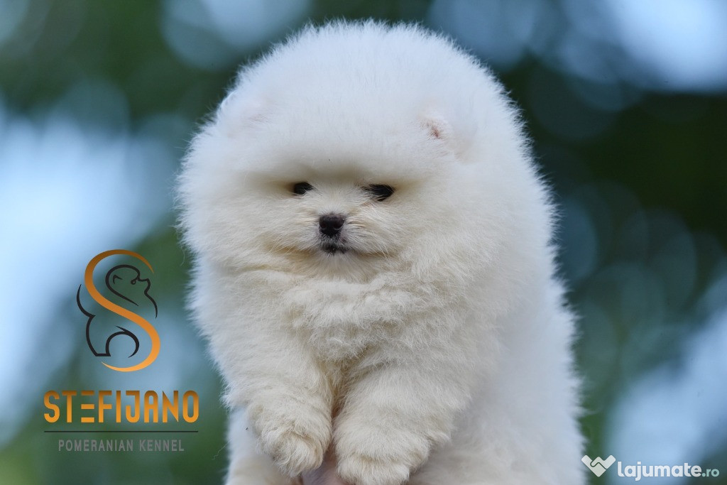 Pui de Pomeranian Spitz