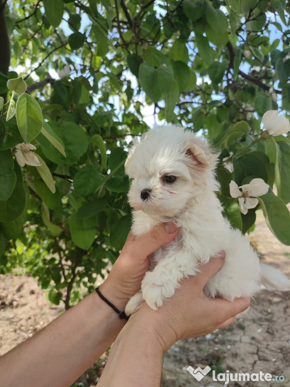 Bichon maltez mini toy