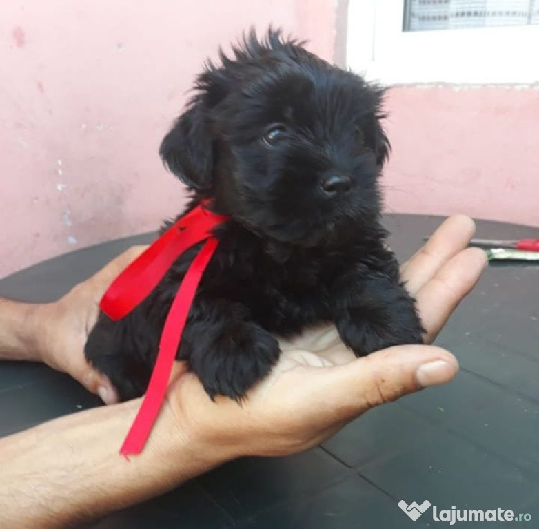 Bichon Havanez talie mica