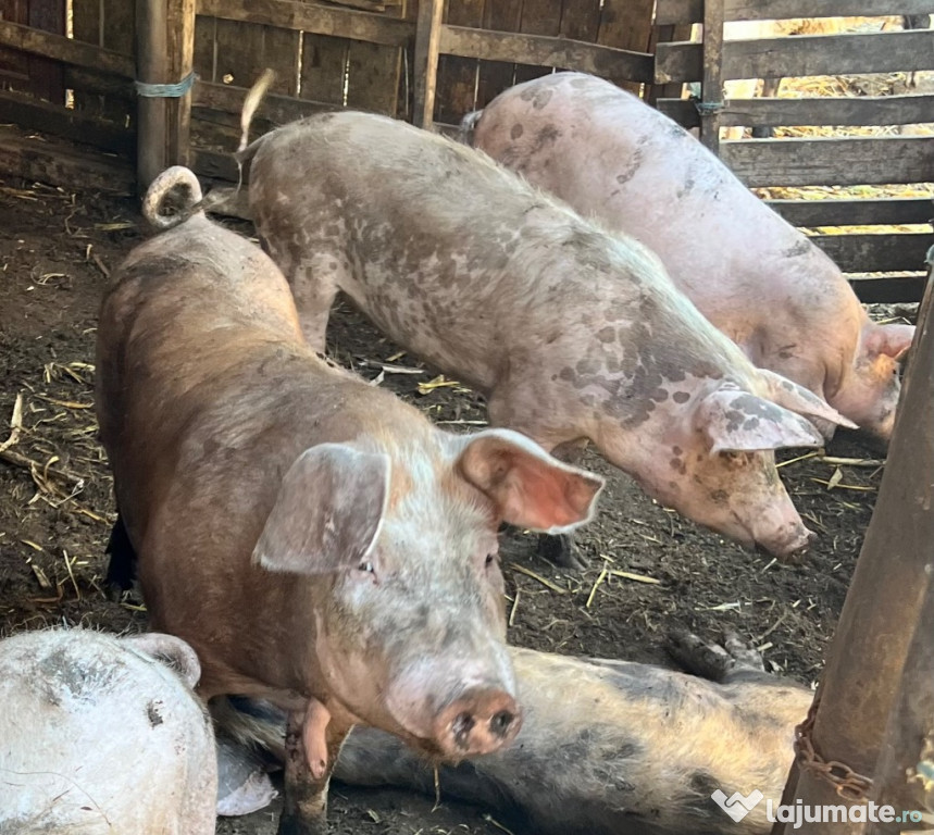 Vand porci de rasa
