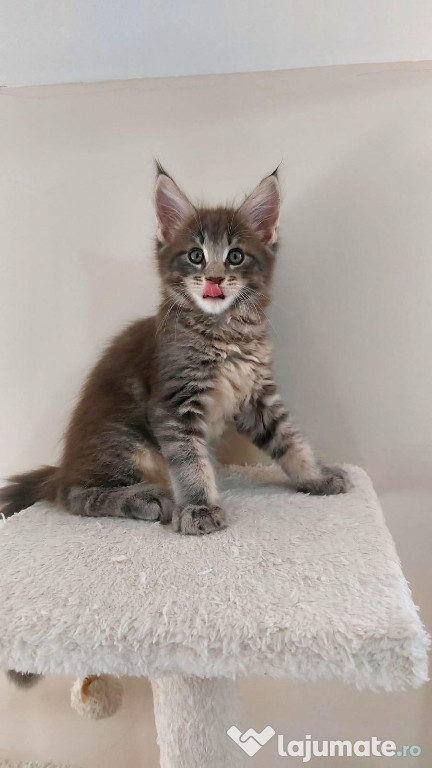 Maine coon puiuți superbi