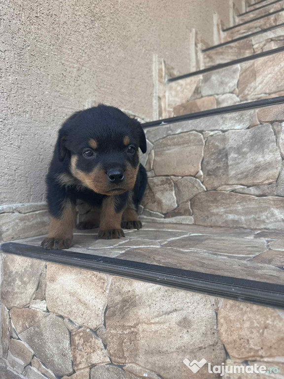 Catelusi Rottweiler