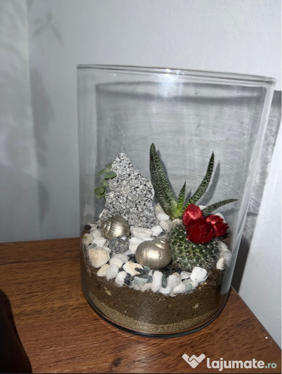 Terariu plante naturale