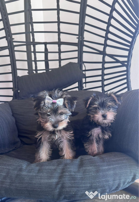 Yorkshire Terrier