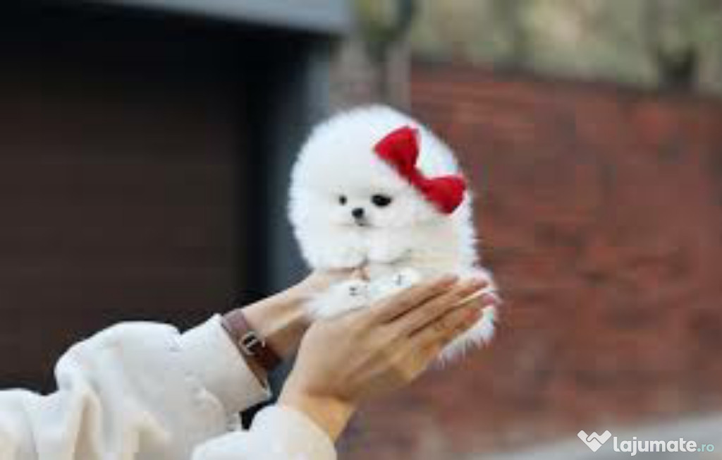 Pomeranian Mini talie de buzunar!Asigur transport !mini toy