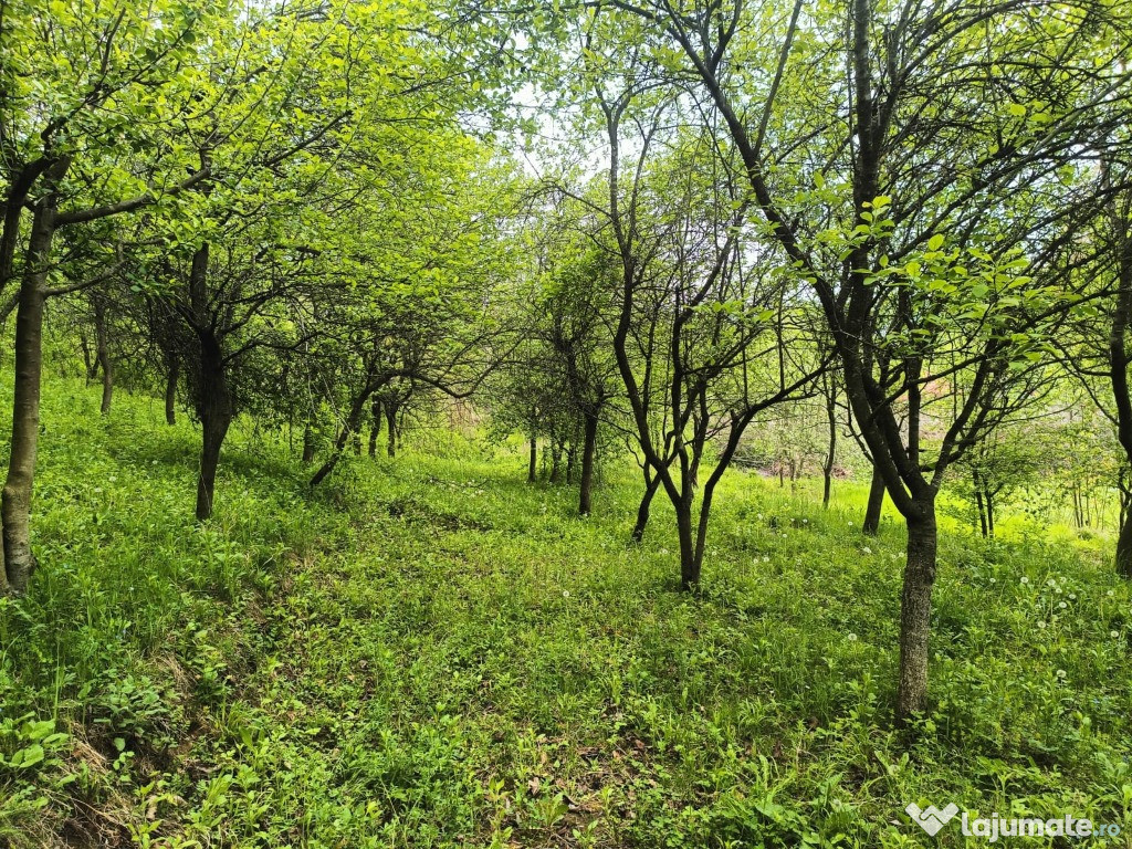 Teren intravilan 1253mp în CĂRBUNEȘTI-PRAHOVA. Ideal casă de vacanță!