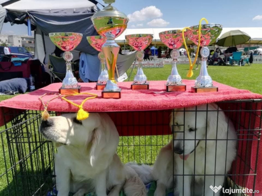 Golden Retriever – Pui frumoși