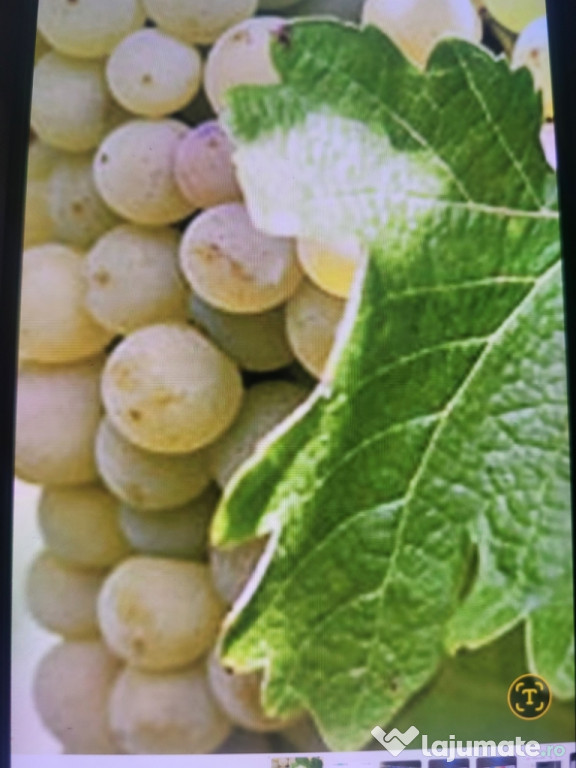 Vând struguri de vin productie 2025