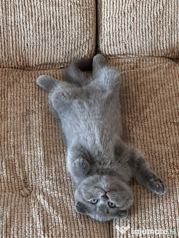 Scotish fold fetita superbaaa nu british shorthair