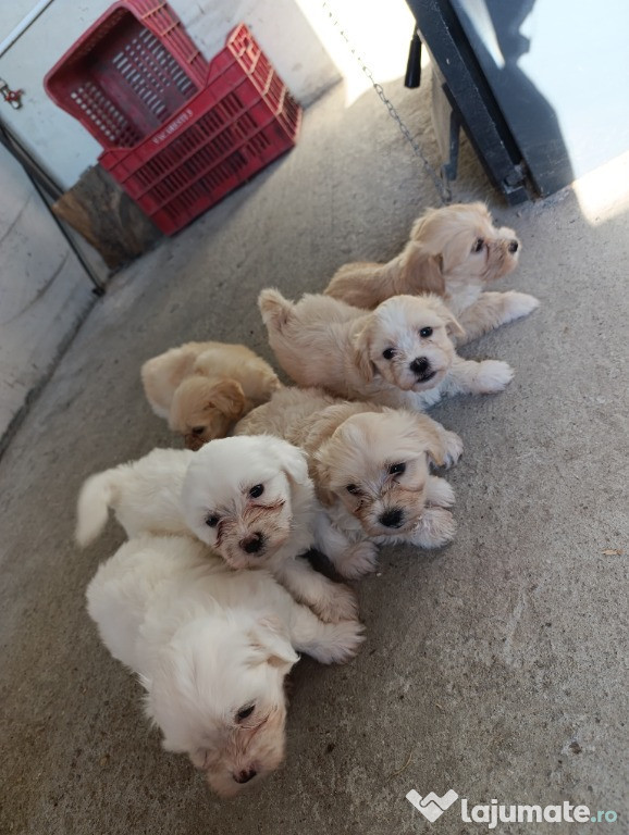 Cățeluși Bichon Maltez