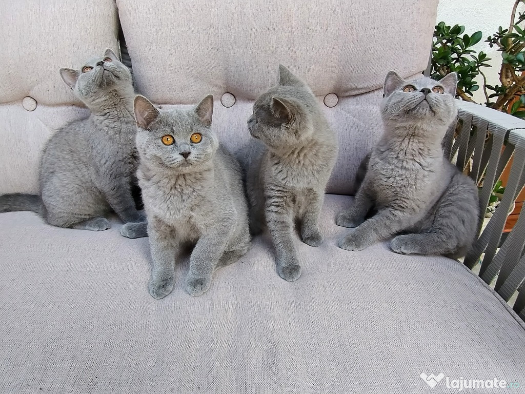 British shorthair blue
