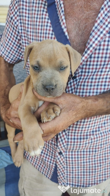 Pui Amstaff de vanzare - exemplare superbe!