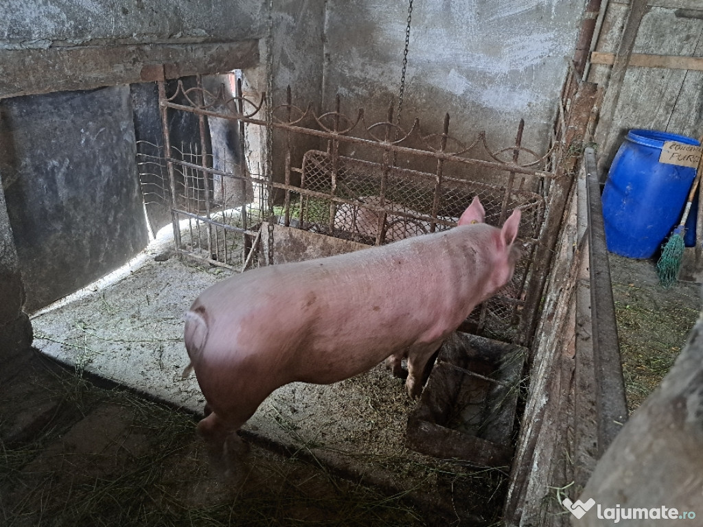 Vand porc 100-120 kg