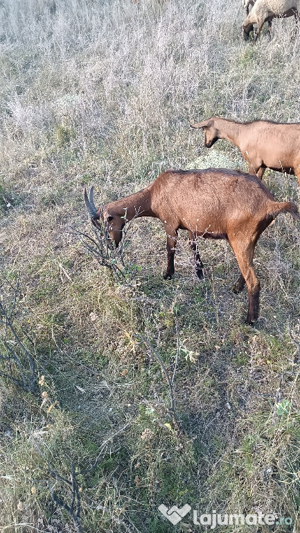 Capre alpina franceza