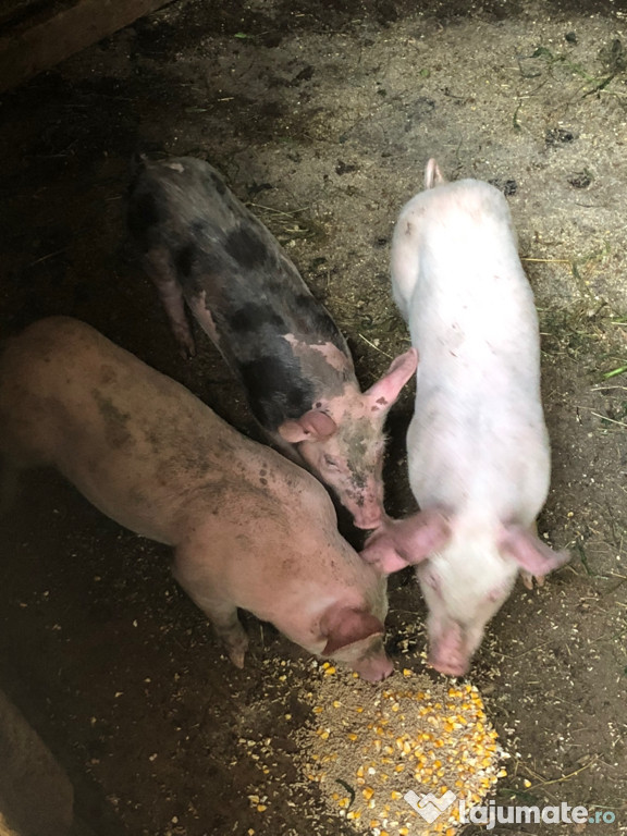 Porci de vânzare