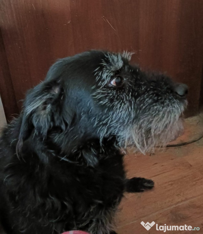 Donez caine metis labrador cu schnouzer