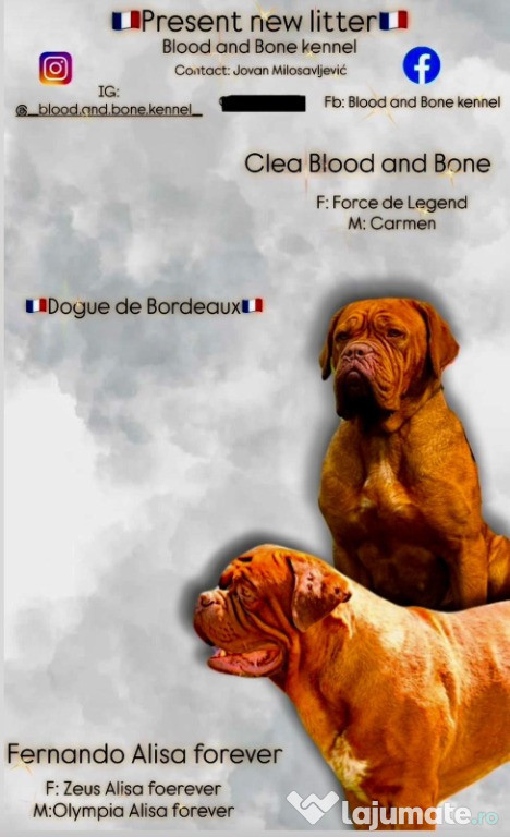 Pui Dogue de Bordeaux