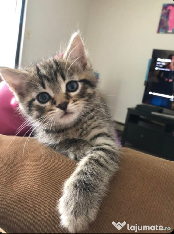 British shorthair tabby