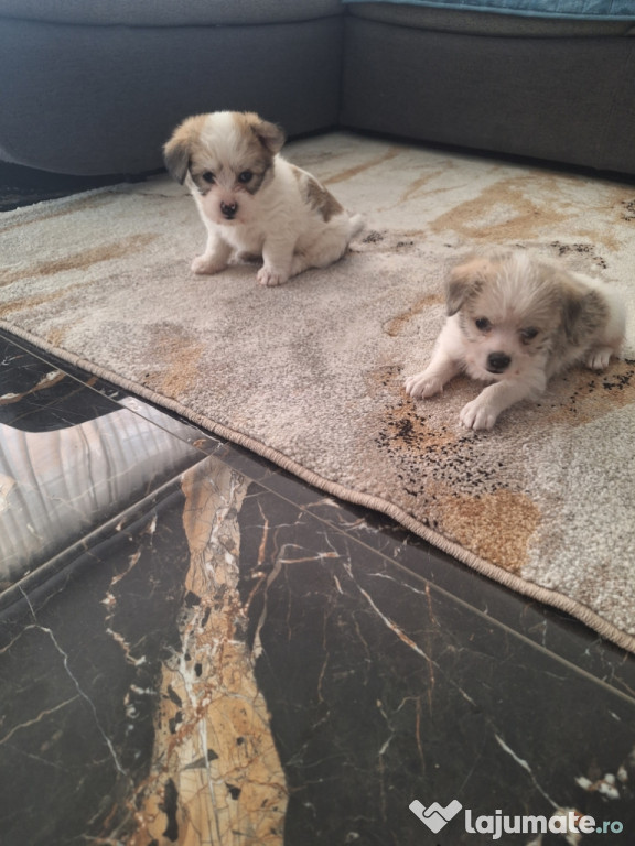 Bichon havanez Băieței și fetite