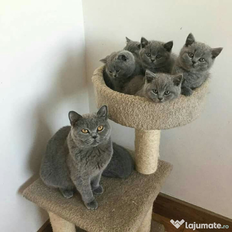 British shorthair baietei si fetite