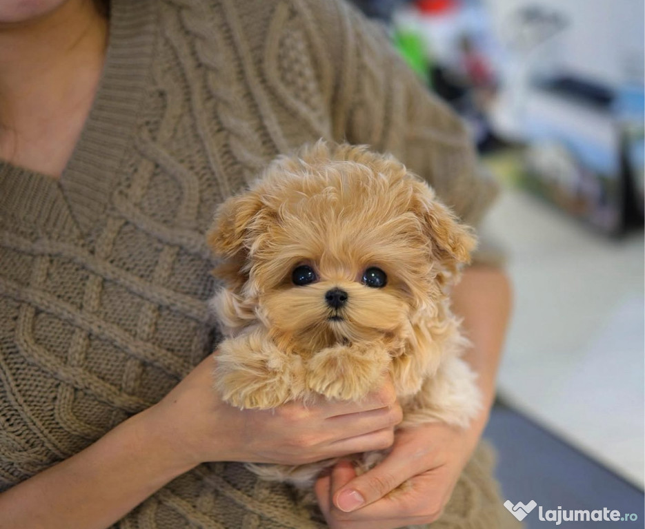 Maltipoo Toy cu pedigree , microcip si pasaport