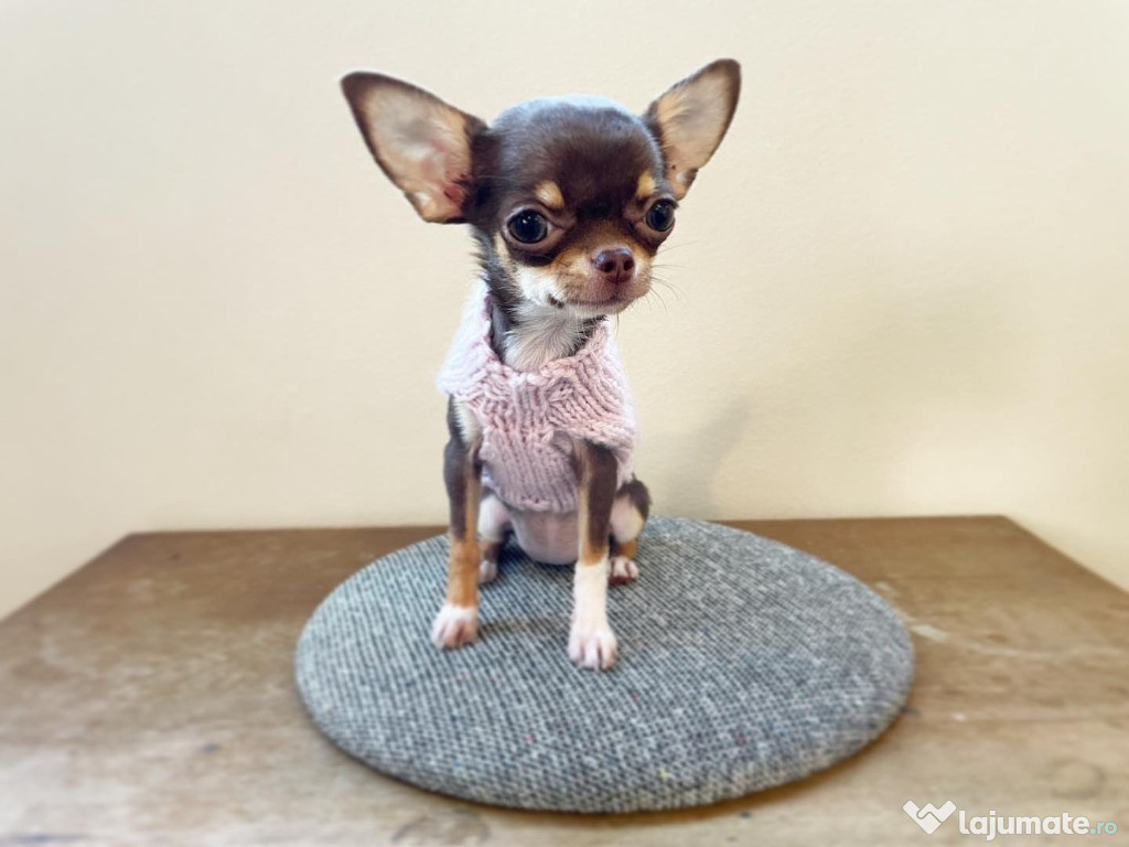 Căței de chihuahua frumoși de vânzare