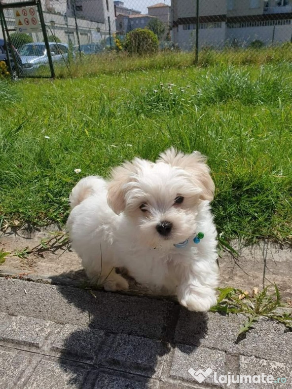 Bichon maltez băieței și fetite